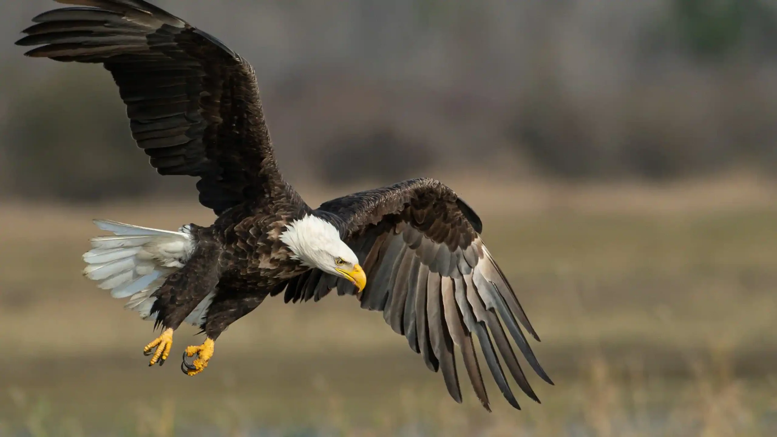 generalized blog bald eagle ys4najRQRkA unsplash scaled